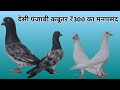 देसी पंजाबी कबूतर ₹300 का मनपसंद  || Karnal Pigeon Farm