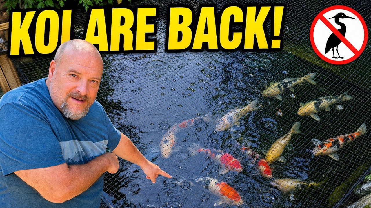 I Added More Security to My Koi and Shubunkin Ponds... You Won't Believe What the Cameras Caught!