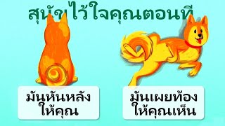 16 ข้อมูลที่มีประโยชน์เพื่อเข้าใจสุนัขของคุณได้ดีขึ้น