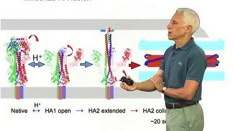 Kinetic Model of Hemagglutinin Fusion - Stephen Harrison (Harvard/HHMI)