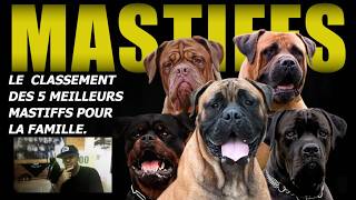 VOUS ALLEZ ÊTRE SURPRIS! LE CLASSEMENT DES 5 MEILLEURS MASTIFFS POUR LA FAMILLE.
