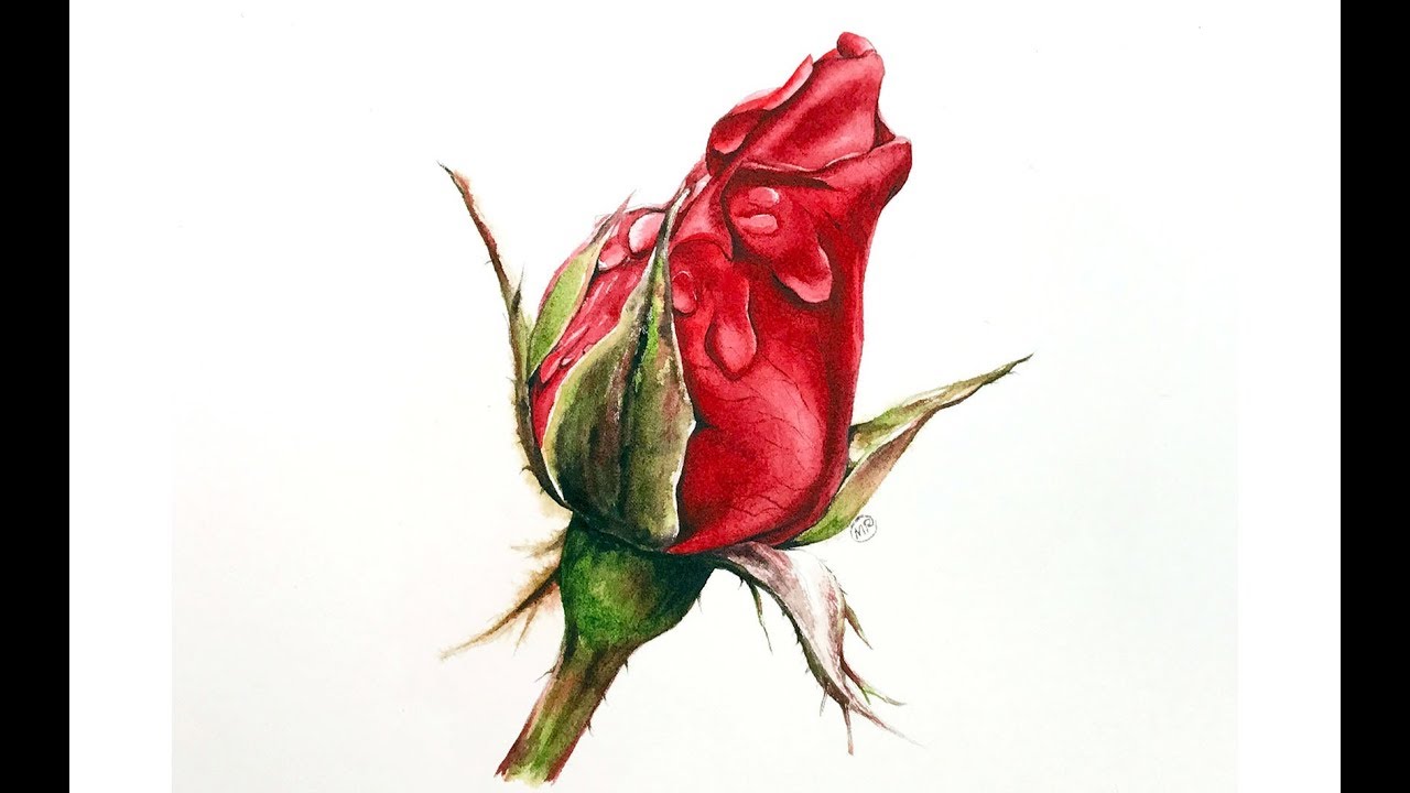 Red Rose In Watercolors Painting Tutorial Youtube