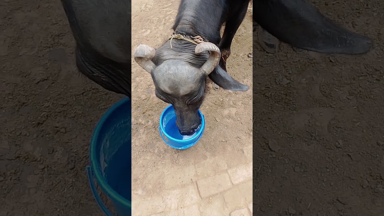 ले मेरे ससरे डूब ले 