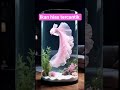 Ikan hias cantik menarik perhatian warna pink. #ikanhias #ikanaquascape #aquarium #aquascape #fypシ