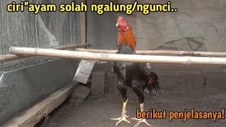 ciri ciri ayam solah ngalung atau ngunci mborgol