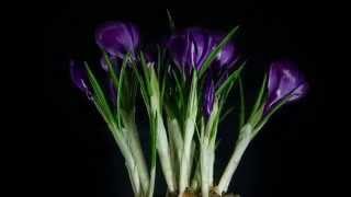 Time-Lapse of Growing Plants: Crocus / Крокусы - Daniel Csobot (2012)