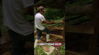 Hicimos un corral para nuestras cabras y así nos quedó 🐐🤠 #granjaintegral #cabras #cabraslecheras