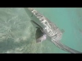 Crazy dude catches sharks on a Jet Ski