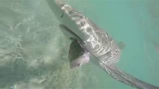 Crazy dude catches sharks on a Jet Ski