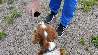 Dog Training: Scent Detection | Springer Spaniel by Juha Kaaro 1,003 views 1 year ago 1 minute, 46 seconds