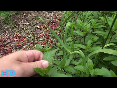 Видео: Биране на ментови растения: Как да събирате мента от вашата градина