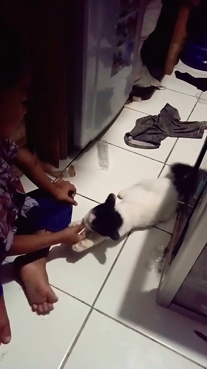ucing luncat