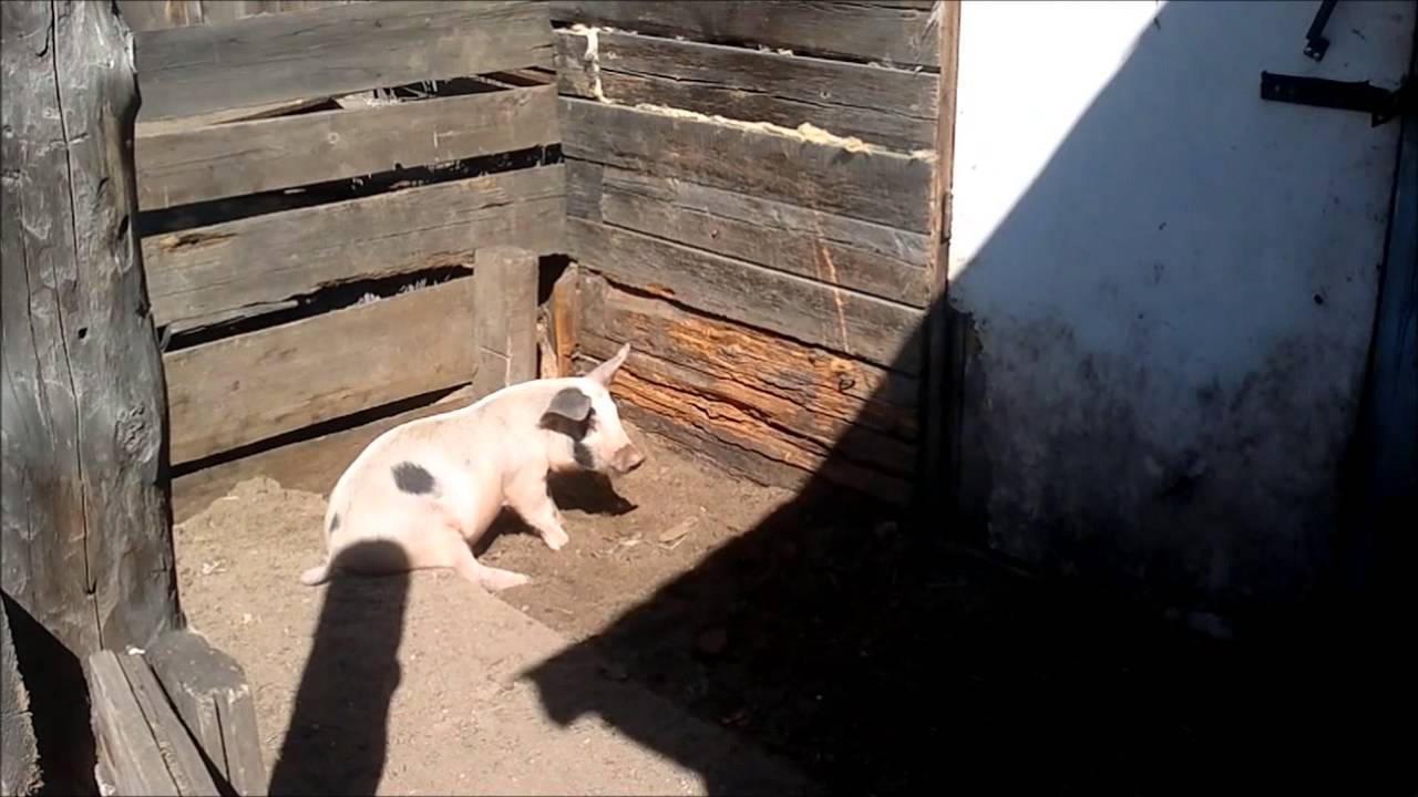 Свинья сидит на попе - YouTube