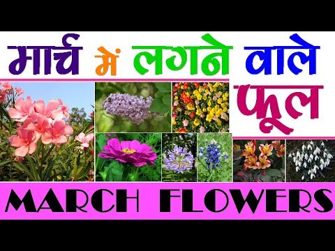 वीडियो: मार्च में कौन से फूल और कब बोयें?