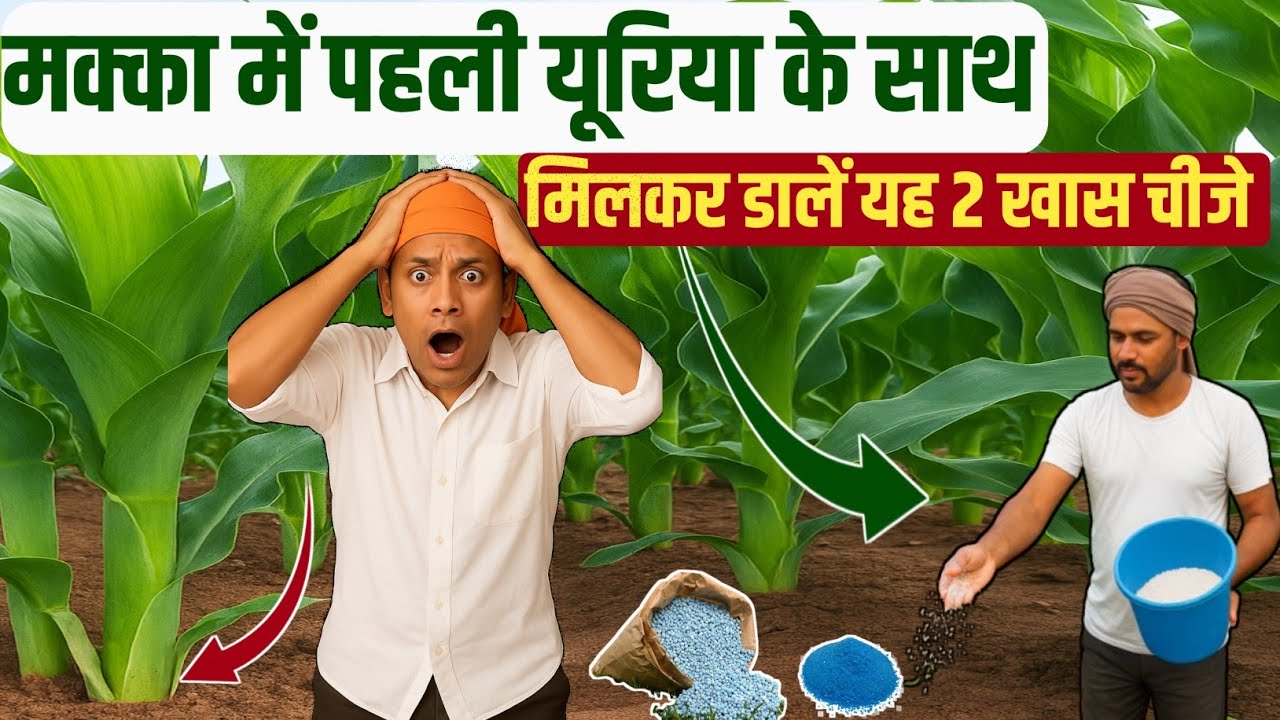 मक्का की खेती / बुवाई से लेकर कटाई तक पूरी जानकारी / makka ki kheti kaise kare