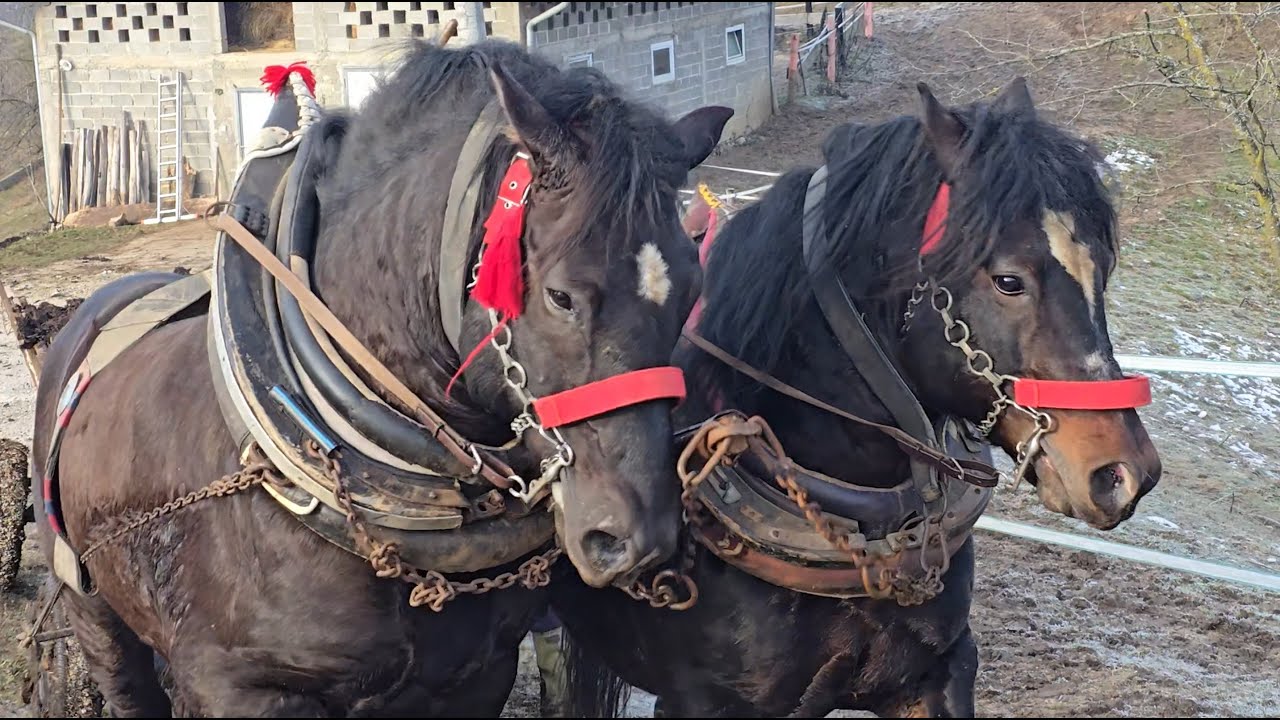 Izvlačenje đubra na starinski način, dva dorata dva zmaja  2025