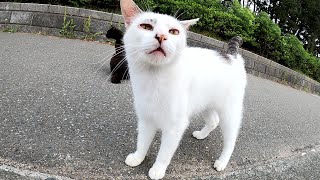 気が弱そうなキジシロ猫が何かを訴えるように甘えてきた
