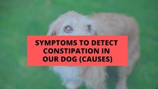 Symptoms To Detect Constipation in Our Dog (CAUSES)