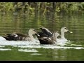 Indian Spot- billed  Ducks (Anas poecilorhyncha ) Bathing @ Mysore Zoo