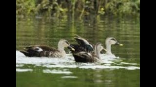 Indian Spot- billed  Ducks (Anas poecilorhyncha ) Bathing @ Mysore Zoo