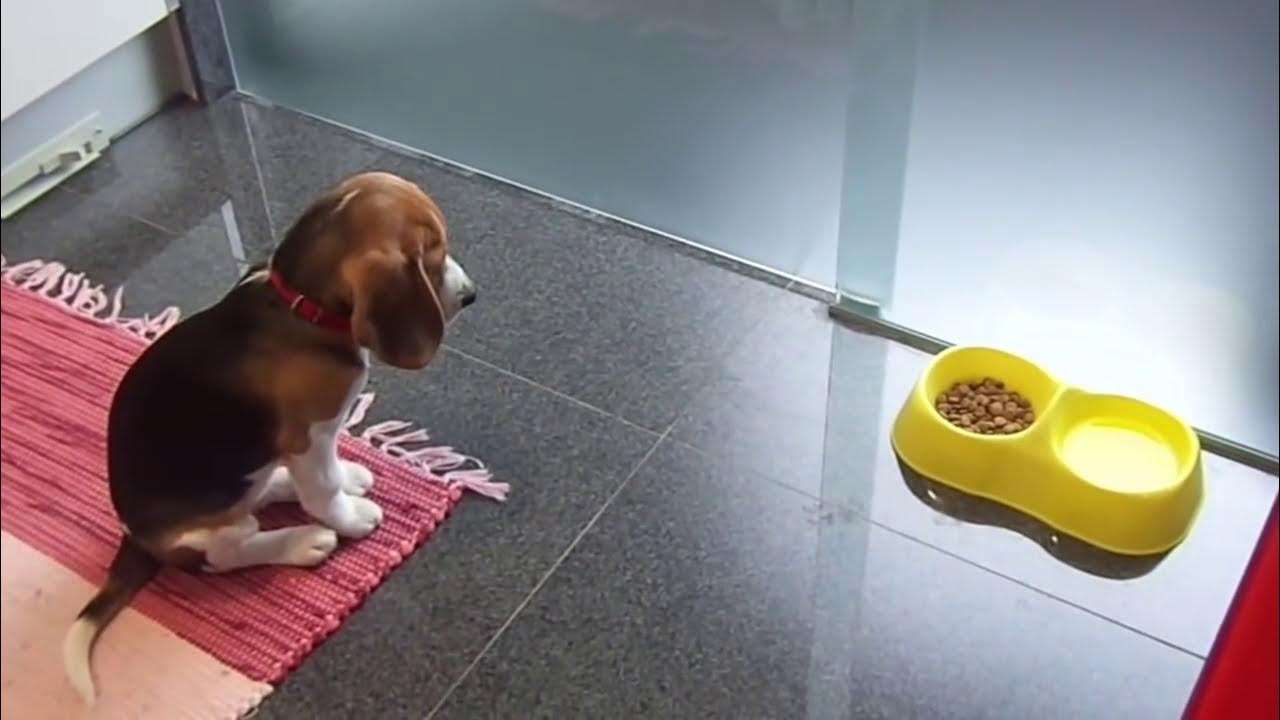 Собака бигль ест. Диета для биглей. Сколько раз кормить бигля. Сколько раз кормить бигля. Сколько раз кормить бигля.