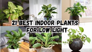 21 Best Indoor Plants For Low Light | Low Light Indoor Plants | Indoor Plants