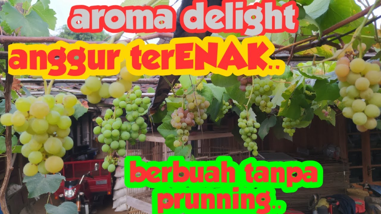 aroma delight  ..!!!!!!!! Anggur terENAK di indonesia   ..