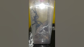 Male Tarantula P. Metallica looking for a babe