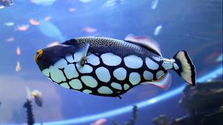 Facts: The Clown Triggerfish