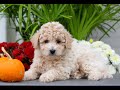 Bichpoo Puppies for Sale
