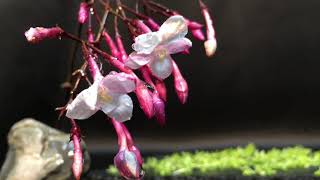 #Guyu. 谷雨 screenshot 5