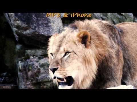 the-lion-roars---ringtone