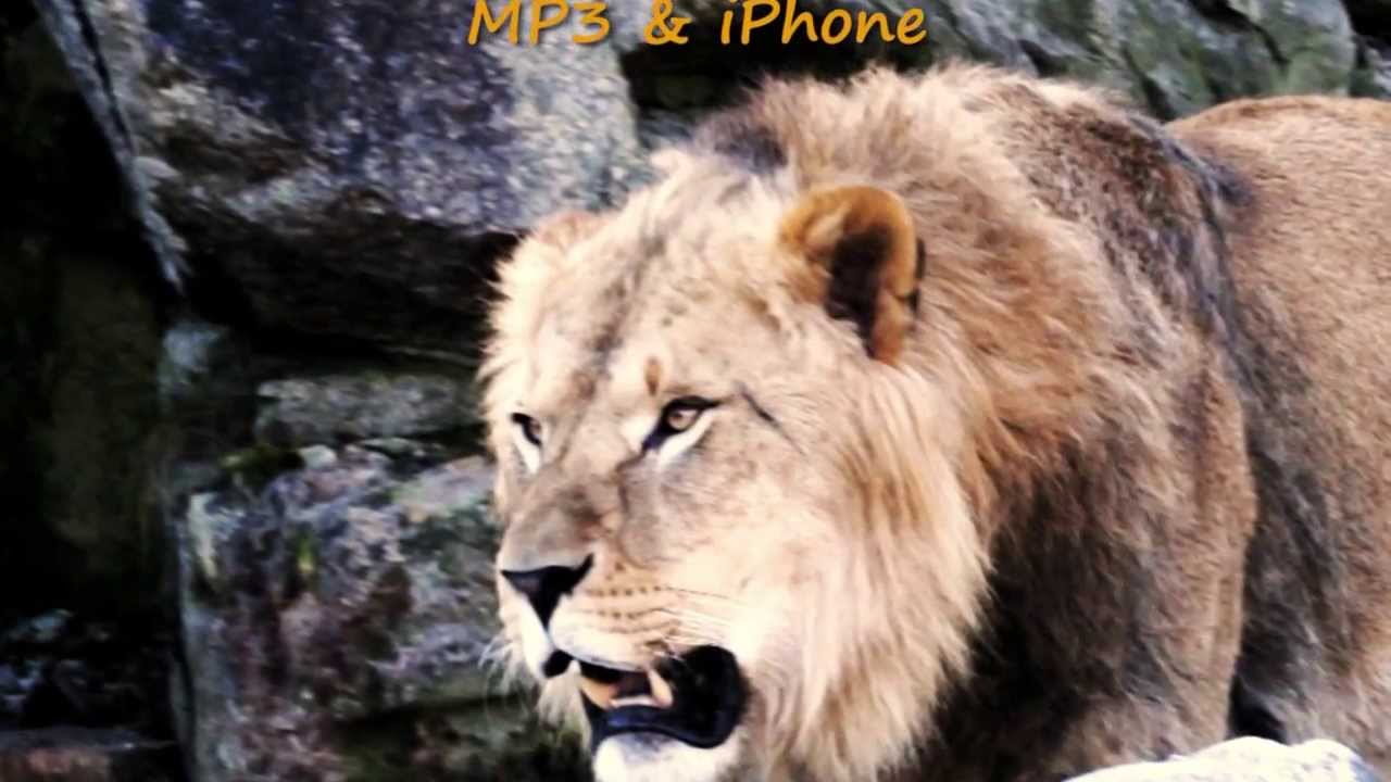 lion roars Ringtone - YouTube