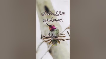 تلاوة خاشعة جميلة/طبيعة وطيور(سبحان الله وبحمده سبحان الله العظيم)🤍