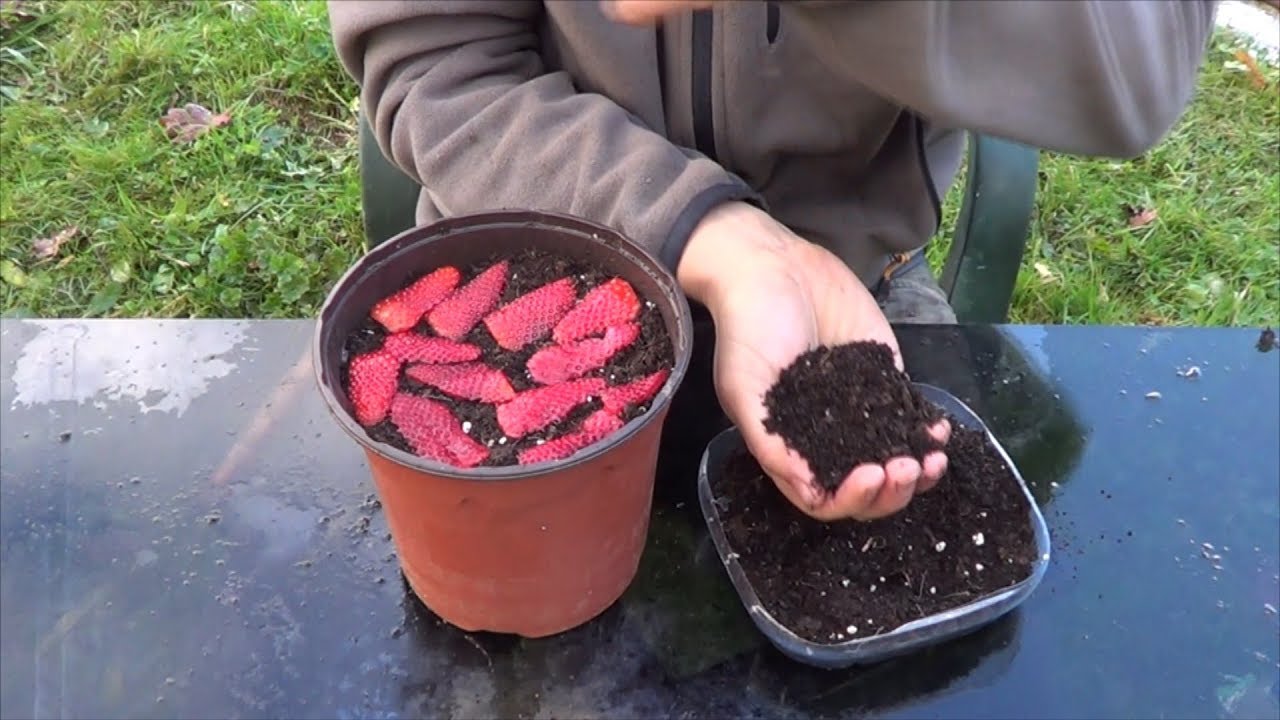 Plantar lechuga en maceta