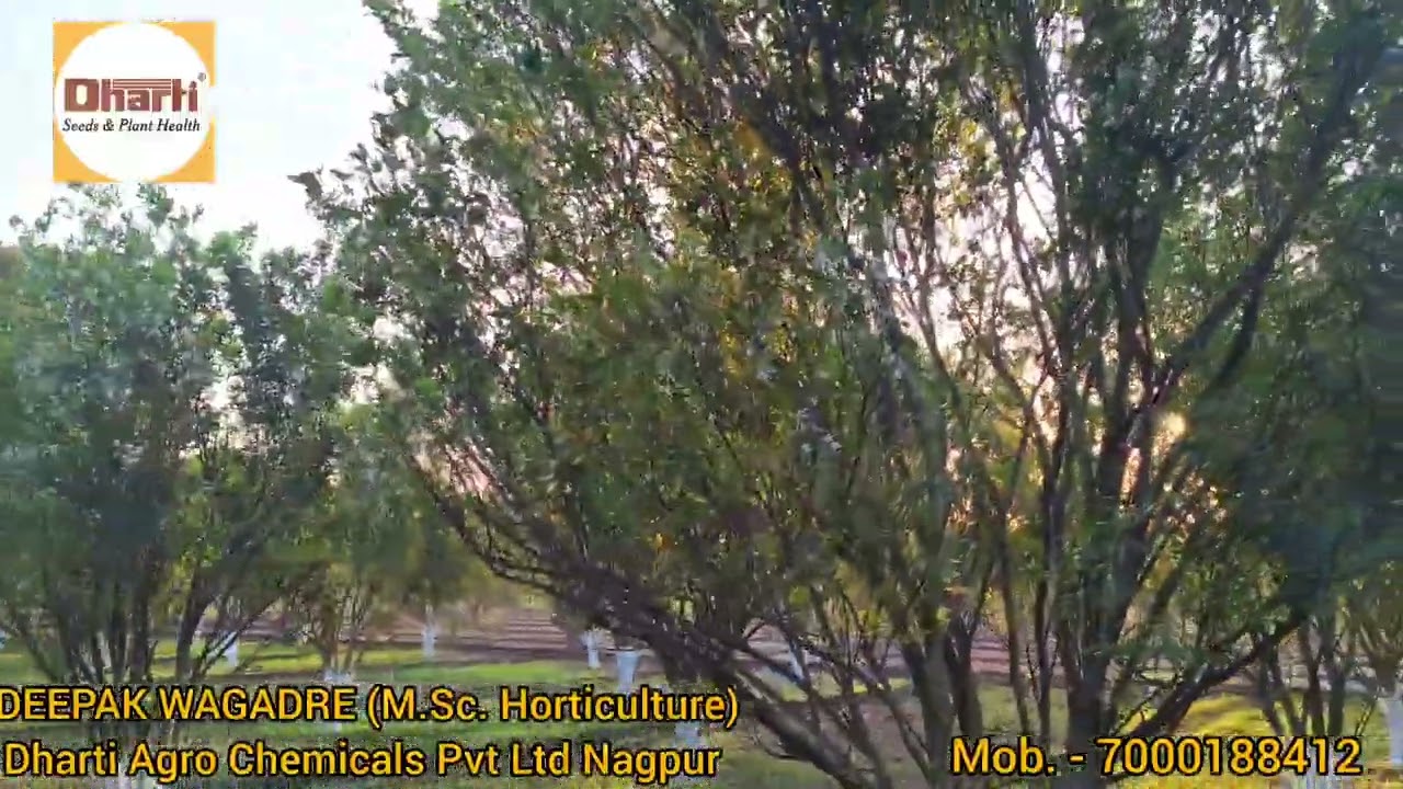 संत्रा पिकामध्ये अंबिया बहार घेण्यासाठी नियोजन 