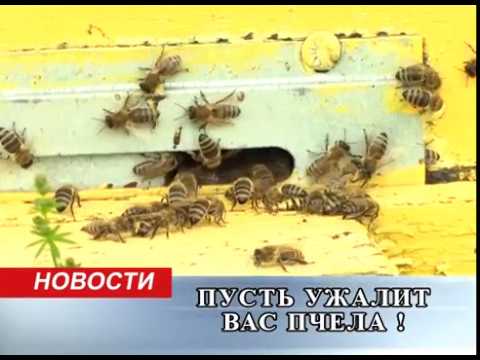 Апитерапия,- Мастер класс по пчелоужалению