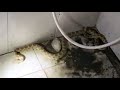 Report of a snake inside a bathroom with Jamal Al-Amwasi