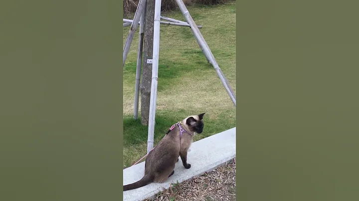 Watch the video about Leashed Siamese blue eyed cat