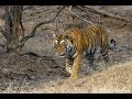 Buscando tigres en Ranthambhore - India #6