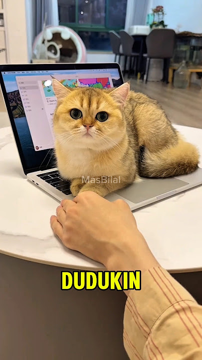 Tingkah Si Chiko #shorts #kucing