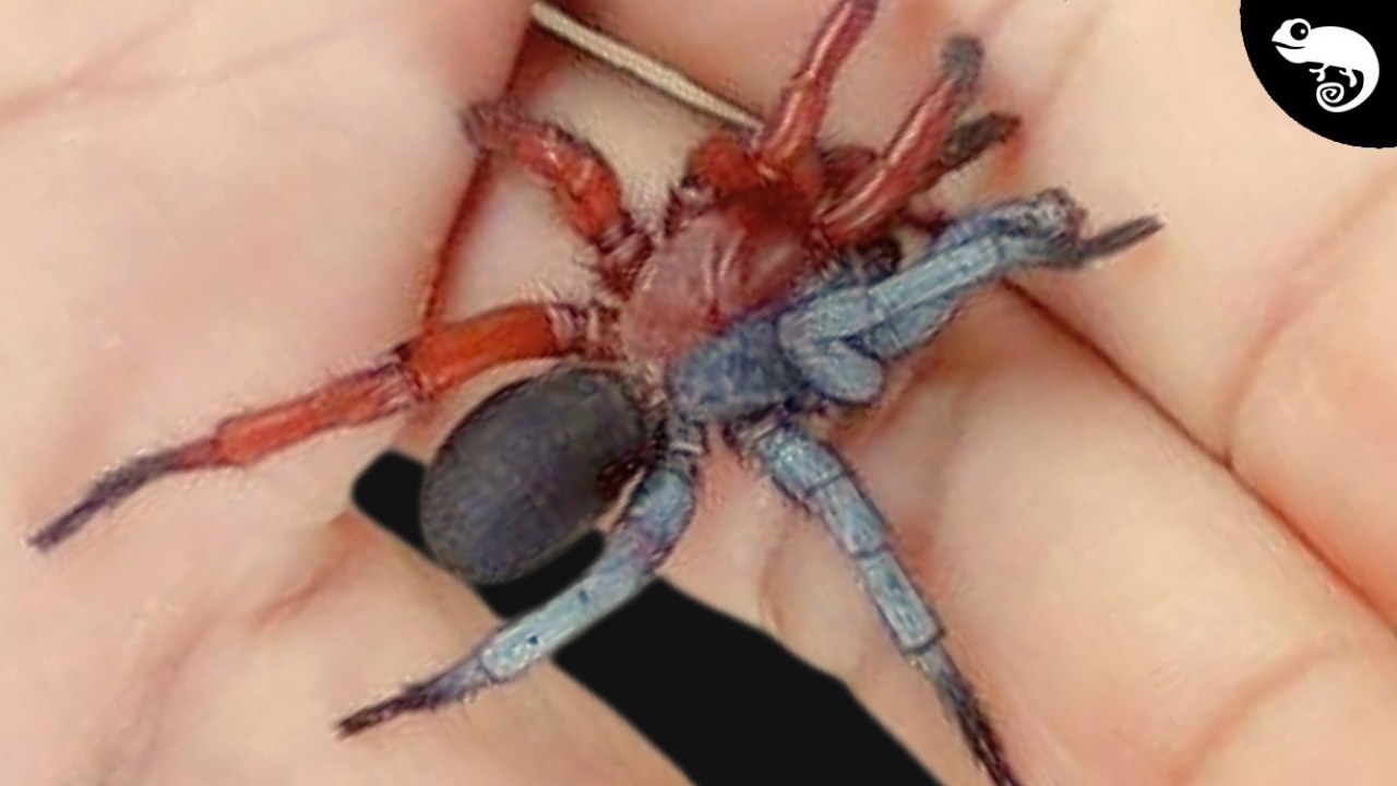 Two Spiders in One Body? Zoologist Explains