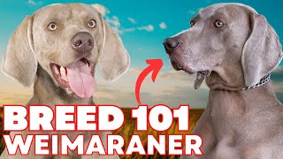 Weimaraner Everything You Need To Know by Will Atherton Canine Show 14,435 views 8 months ago 5 minutes, 33 seconds