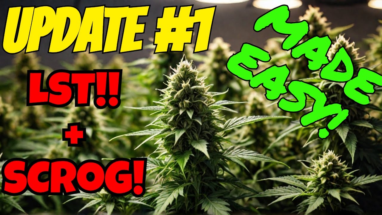 Update #1: LST & SCROG Techniques for Big Buds in Small Spaces!