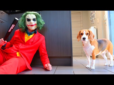 dogs-vs-joker-prank-:-funny-dogs-louie-and-marie