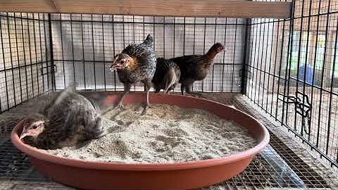 me nyuam qaib dib npauj xuab zeb #54 November 30, 2024