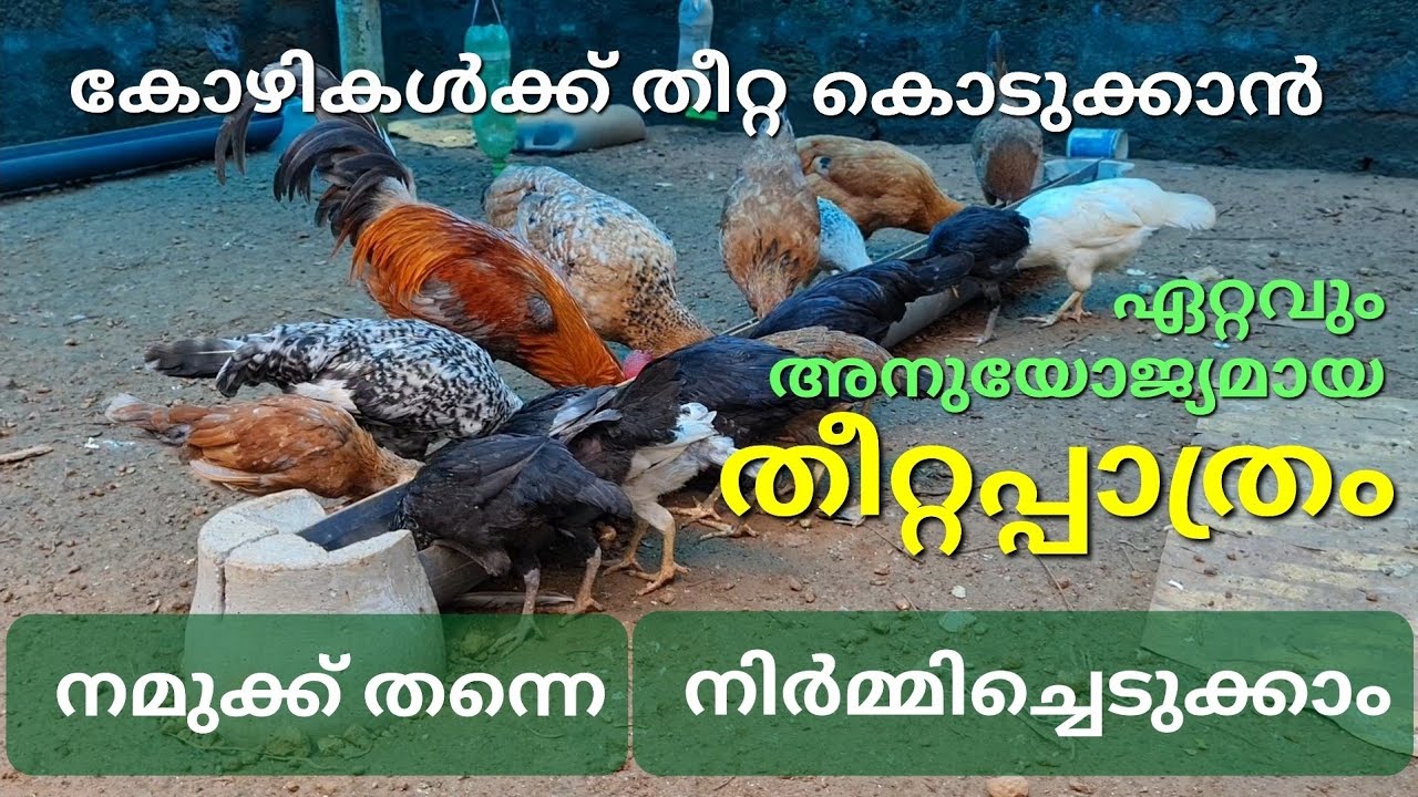 കോഴിക്ക് തീറ്റ കൊടുക്കുന്ന  തീറ്റ പാത്രം നിർമ്മിക്കാം |chicken feeder making at home