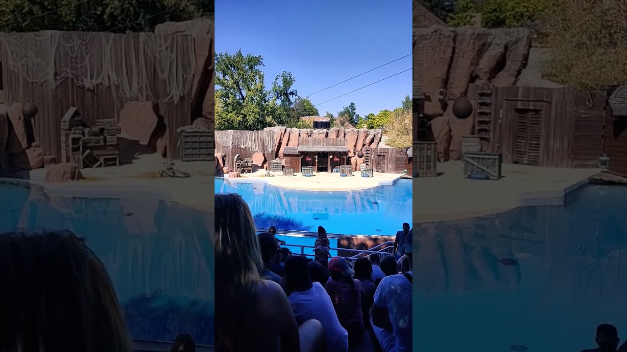 waiting for thé Dolphins show 