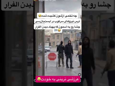   توله ولایی 