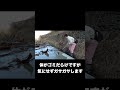 綺麗な小川から見たことないヤゴが出てきました